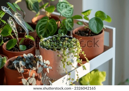 Small sprouts plants in terracotta pots on cart at home. Closeup of potted houseplants - pilea, ceropegia, peperomia, alocasia bambino and anthurium on metal shelfs. Indoor gardening, botany concept.  Royalty-Free Stock Photo #2326042165