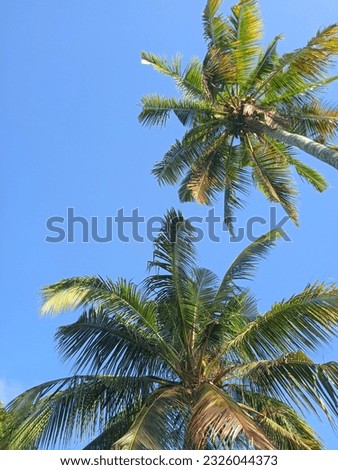 background nature coconut plant green sky blue water cool sun morning 