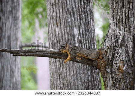 Lazy squirrel resting on tree branch