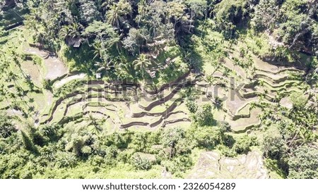 A drone shot of rice terraces shining in bright green colors in Ubud, Bali, Indonesia. Endless paddies of rice, spreading on great distances. There are palm trees between the terraces. Agriculture