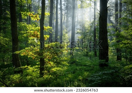 Beautiful sunny morning in green forest Royalty-Free Stock Photo #2326054763