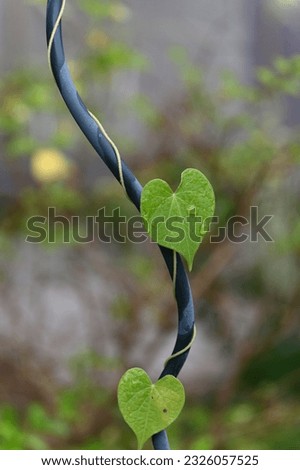 a creeper with heart-shaped leaves wrapped around a metal stem