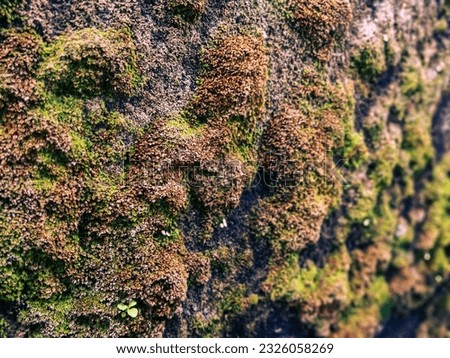 Moss plants on the walls 