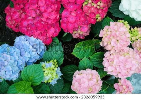 A pictures of beautiful, rainbow hydrangea blossoms White, light pink, dark pink, and blue hydrangea blooms will be visible in the image. This picture can be used as a backdrop or in photos for the fl