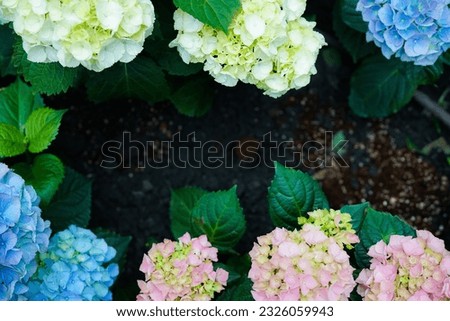 A pictures of beautiful, rainbow hydrangea blossoms White, light pink, dark pink, and blue hydrangea blooms will be visible in the image. This picture can be used as a backdrop or in photos for the fl