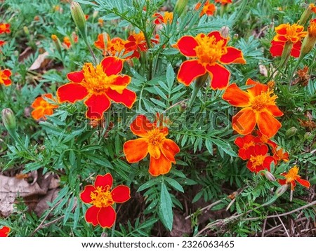 
Tagetes Tenuifolia or Signet Marigold in Tangerine Gem Royalty-Free Stock Photo #2326063465