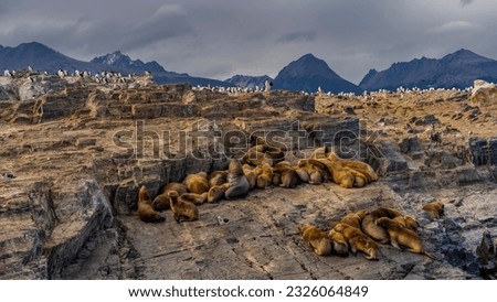 A family of sea lions is resting on a rocky island in the Beagle Channel. Cormorants settled on the cliffs. Picturesque mountains against a cloudy sky. Argentina. Tierra del Fuego Archipelago. Royalty-Free Stock Photo #2326064849