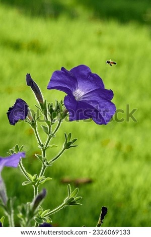Purple wildflowers blooming on the lawn