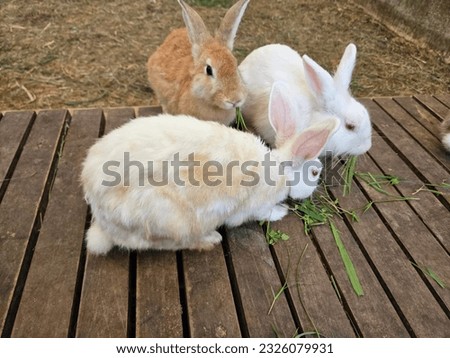 3 rabbit eat grass together