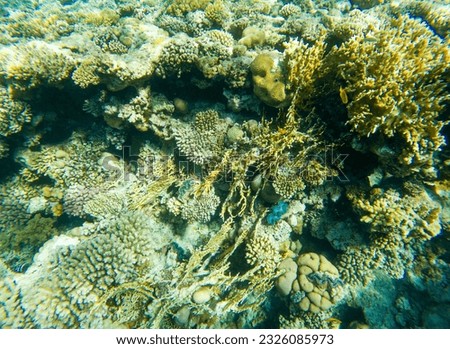 Coral reef under water of the Red Sea.