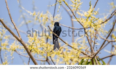 Black Drongo perched on tree