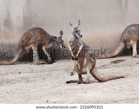 Kangaroo in the Wildlife Park