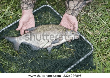 Close-up of big caught fish, bream on fishing line in hands of fisherman over landing net. Concepts of successful fishing, fortune, success, active rest, hobbies