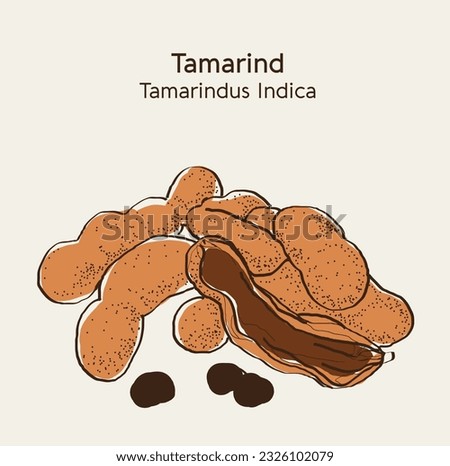 Hand drawn Tamarind (Tamarindus indica). The fruit pulp is widely used in Asian culture. Vector colored illustration. Vector hand drawn illustration. Royalty-Free Stock Photo #2326102079