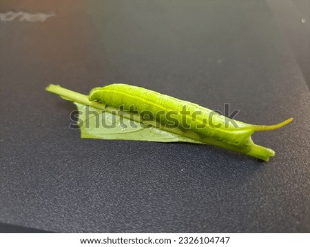 little caterpillar on green leaf, black background