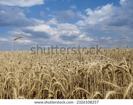 Ears of yellow and dry wheat illuminated by the sun against a blue sky with clouds