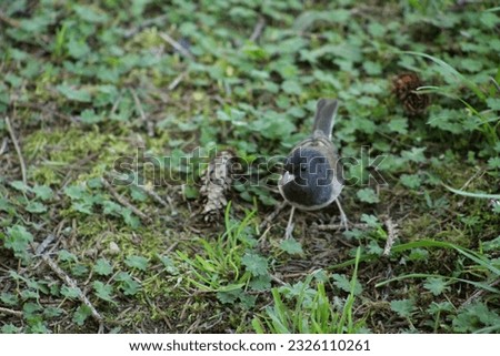 Dark-eyed Junco Bird on Ground