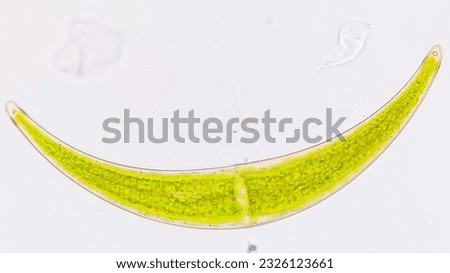 Freshwater microalgae genus Closterium. Live cell. Selective focus image Royalty-Free Stock Photo #2326123661