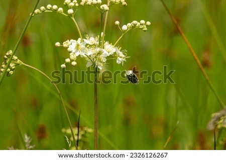 wild flower on summer meadow