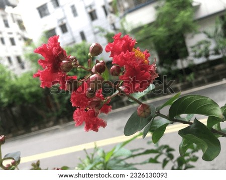 Close up of a Rongon red flower in a small garden.