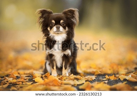 brown chihuahua dog posing outdoors in autumn Royalty-Free Stock Photo #2326130213
