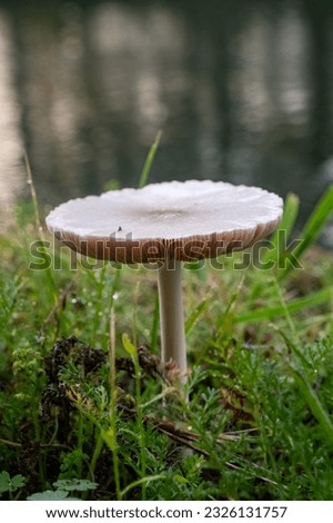 mushroom head from the side with lamellae in the grass. High quality photo