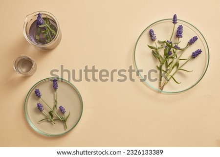 Lavender flowers with purple liquid are contained in two beakers and two petri dishes in different sizes. Blank space for beauty product advertising of Lavender (Lavandula) extract Royalty-Free Stock Photo #2326133389