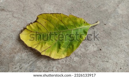 Colorful dry leaves Natural background of dry leaves that change color over time. Refers to the mood that is volatile and fluctuating at any time.
