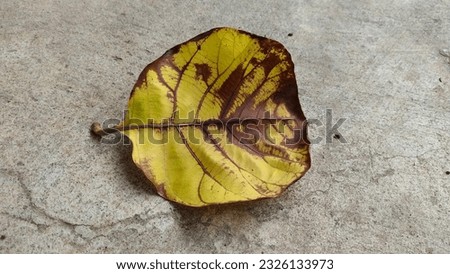 Colorful dry leaves Natural background of dry leaves that change color over time. Refers to the mood that is volatile and fluctuating at any time.