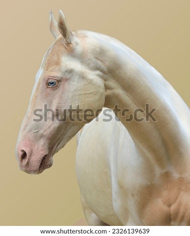 portrait of the most beautiful horse in the world worth 2 million euros,