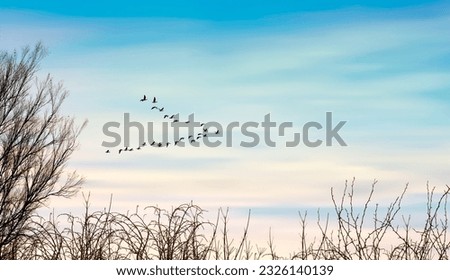 Migratory birds flying in the sky, leafless trees and bushes. Early morning sunrise. Amazing nature landscape.