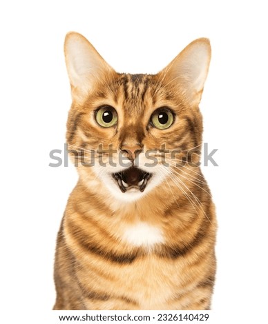 Portrait of a surprised Bengal cat with an open mouth on a transparent background.