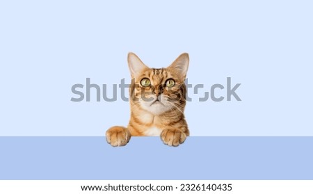 A red cat peeks out curiously from behind a blue background. Curious cat on a transparent background.