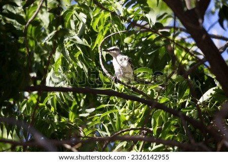 tropical mockingbird, Mimus gilvus, sitting on a branch in the forest
