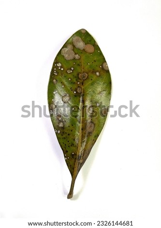 Disease magnolia leaf laid on white background