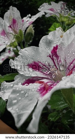 Drops on the beautiful flowers