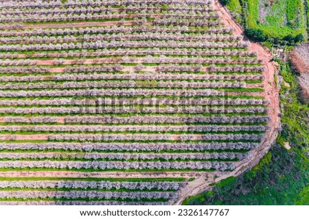 The flowering almond grove. Aerial photography. Shooting from quadrocopter. Beautiful sunny spring day. Spring in Israel. 