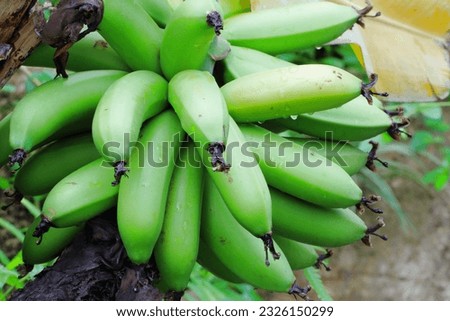Dwarf banana (Musa acuminata cv.dwarf cavendish) Royalty-Free Stock Photo #2326150299