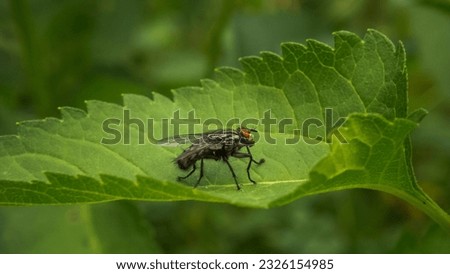 close-up photo of a fly on a green leaf