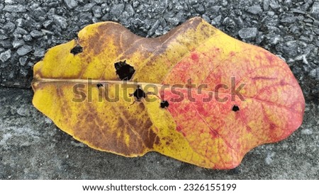 Red dry leaves natural background of red dry leaves flashy bright colors conveys the dynamism of life