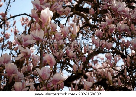 Magnolia tree in full bloom photographed in April in Bavaria