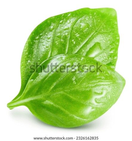 Two fresh wet basil leaves on a white background. Basil in drops of water. Basil clipping path