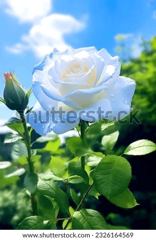 beautiful White Rose in garden