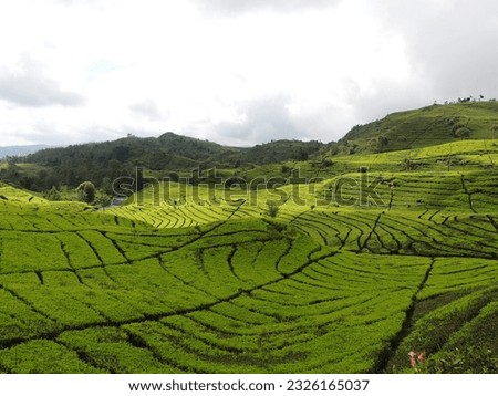 Bandung, Indonesia - 17 January 2017 :

Tea Garden pictured in Rancabali Tea Garden Bandung, Indonesia on 17 January 2017. Royalty-Free Stock Photo #2326165037