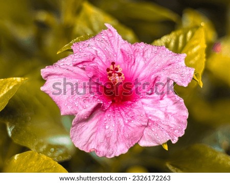 Close up to a violet hibiscus flower. A pink hibiscus in a malaysian backyard.  The bloom dust of the blossoms in center. The national flower of Malaysia. High resolution  macro photography 