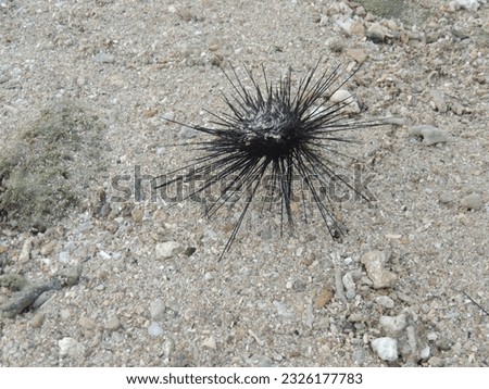 Sukabumi, Indonesia - August 2019 :

Sea urchin pictured in Ujung Genteng Beach, Indonesia.