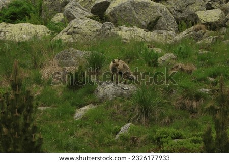 Red fox looking for food between the tall grass