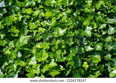 Top view of lush Hedera helix hibernica plant with fresh shiny green leaves growing in nature on sunny day as natural background Royalty-Free Stock Photo #2326178247