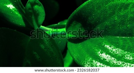 Background with green smooth glossy leaves of green plants.
