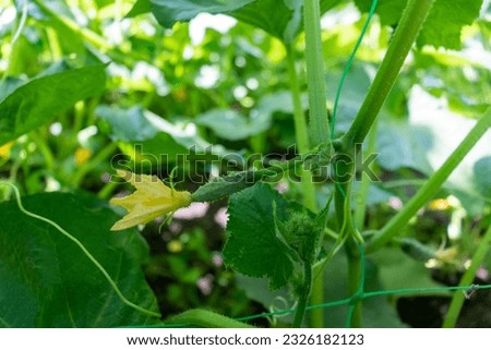 Cucumbers have started. Flowering cucumbers.